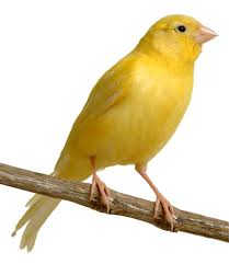 Canary in the Coal Mine